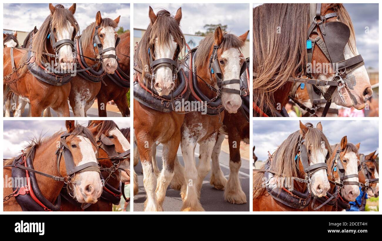 Collage von Zugpferden im Geschirr ziehen einen Wagen in Eine Straßenparade Stockfoto