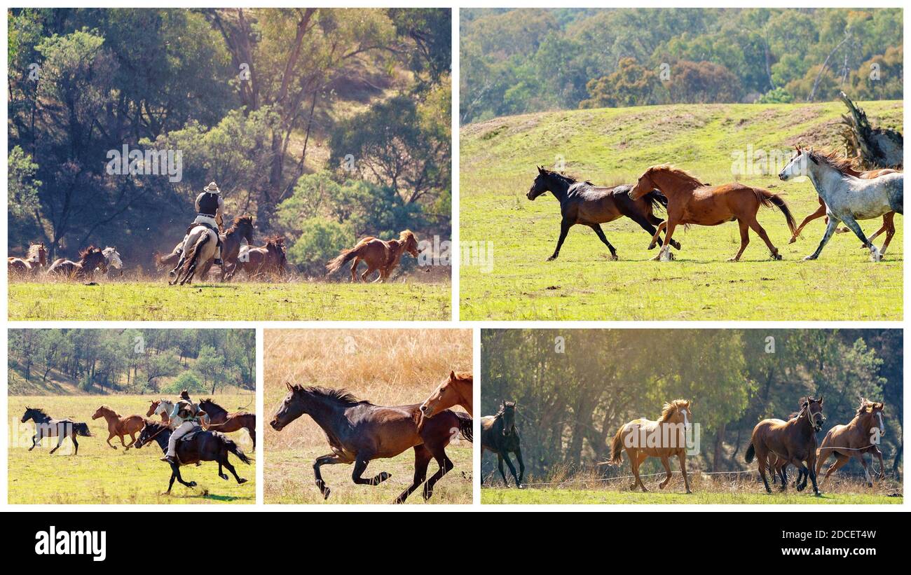 Collage von Bildern von herrlichen Wildpferden Rennen über die Tal Ebenen in einer schönen Landschaft auf einem hellen sonnigen Tag Stockfoto