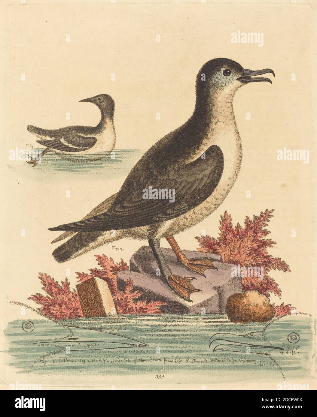 George Edwards, (Künstler), Englisch, 1694 - 1773, The Guillemot and the Puffin of the Isle of man, A Natural History of Uncommon Birds and Animals (1743-51), (Serie), 1762, handkolorierte Radierung Stockfoto