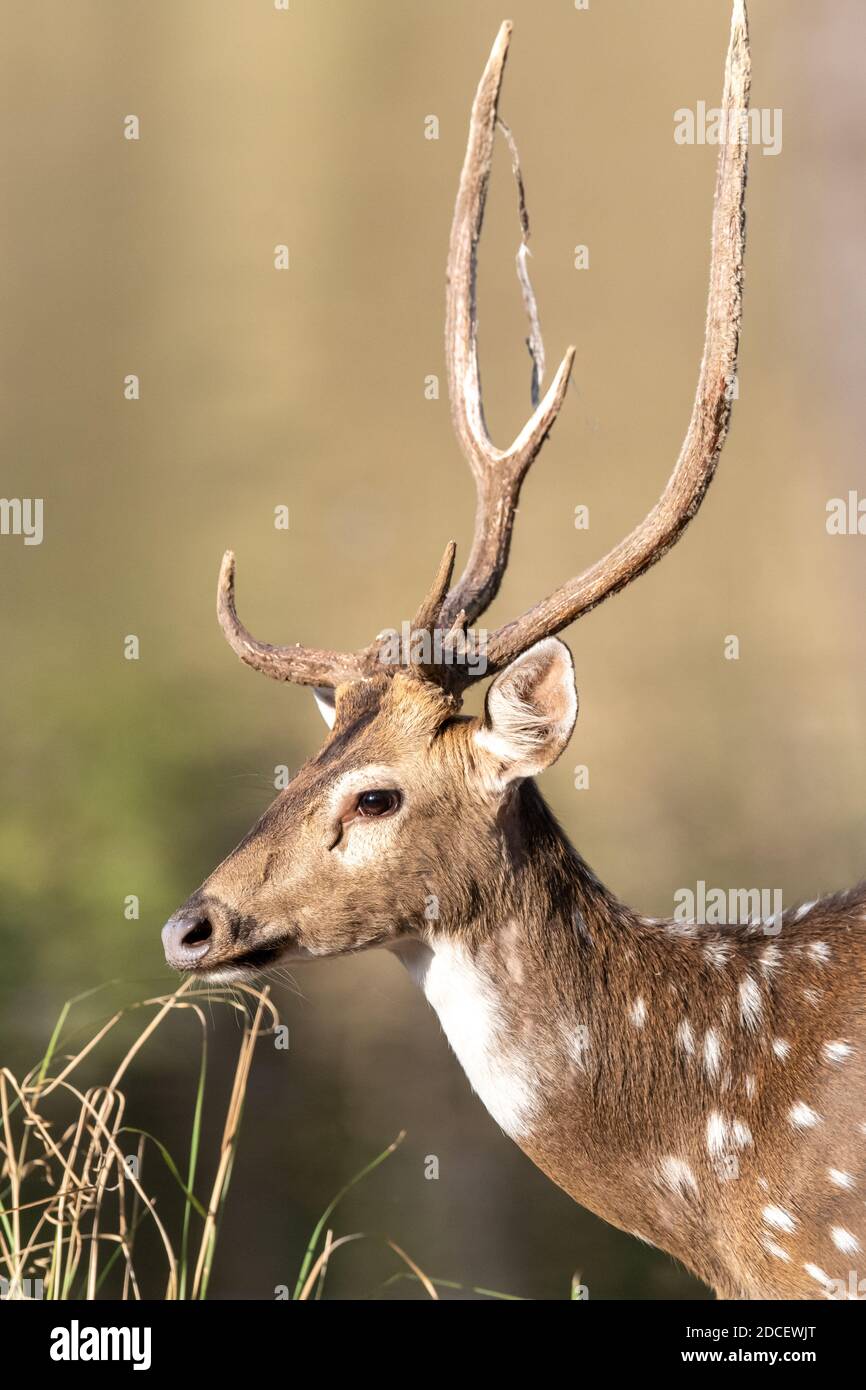 Chital Hirsch (Achsenachse) in Indien Stockfoto