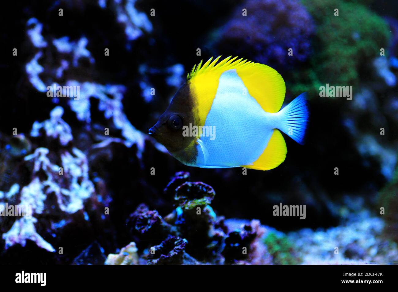 Der Pyramiden-Schmetterlingsfisch - (Hemitaurichthys polylepis) Stockfoto