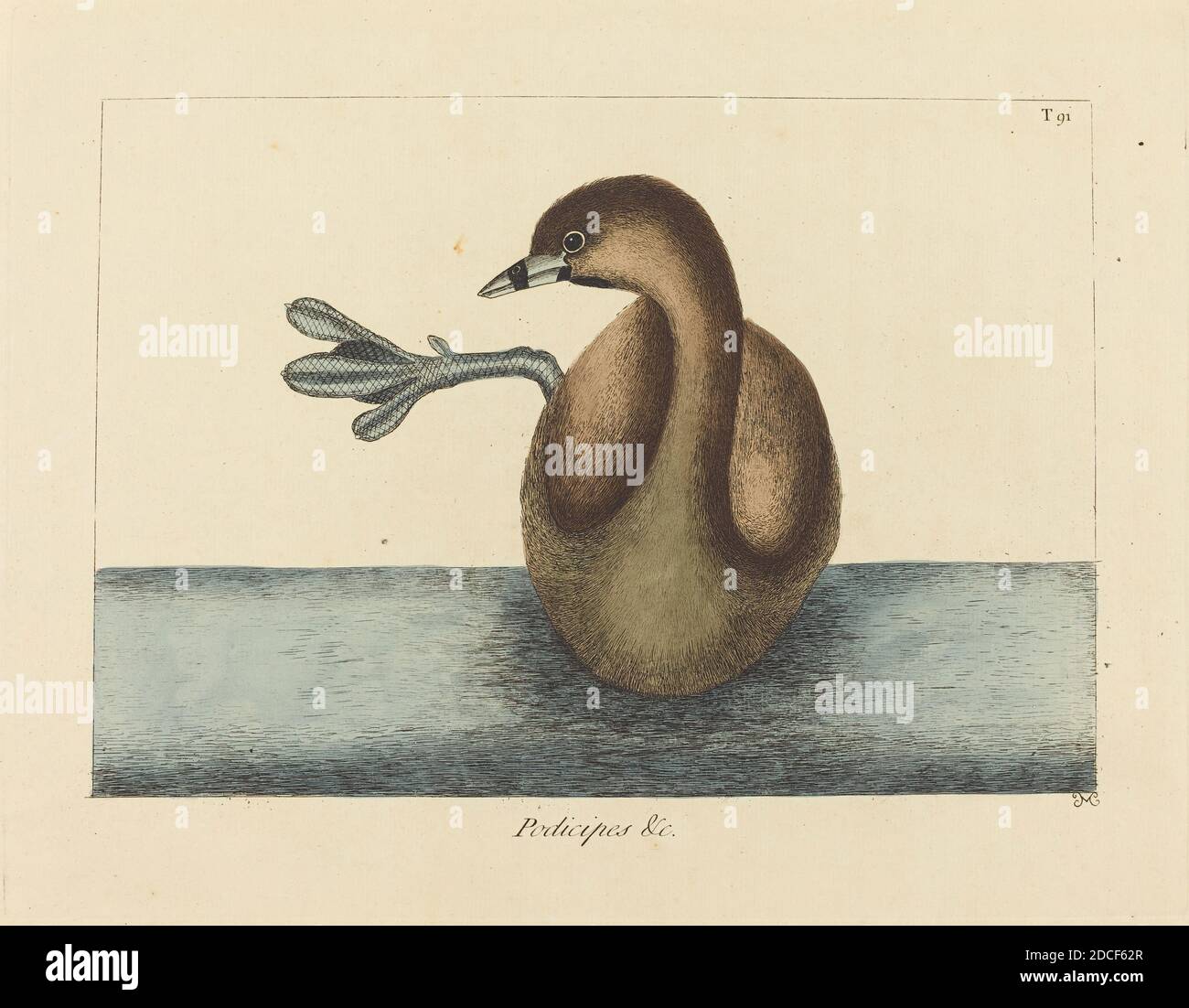 Mark Catesby, (Künstler), Englisch, 1679 - 1749, der Pied-billed Dobchick (Colymbus podiceps), Nat. Hist. Of Carolina, Florida and the Bahama Isl.:V.1,T91, (Serie), veröffentlicht 1731-1743, handkolorierte Radierung auf Büttenpapier Stockfoto