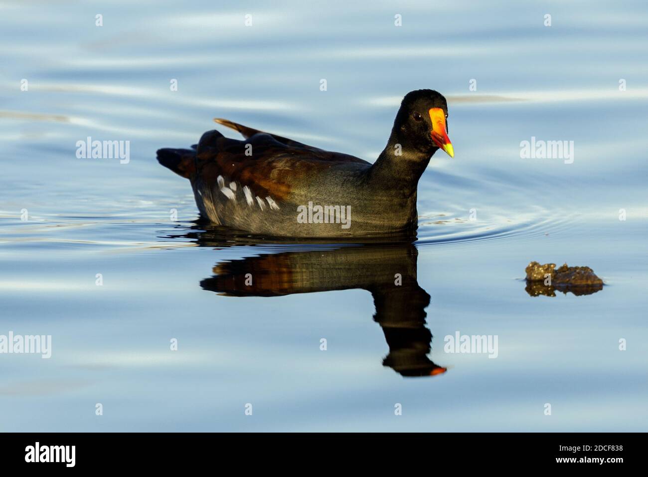 Gemeinsame Gallinule Schwimmen Für Erwachsene Stockfoto