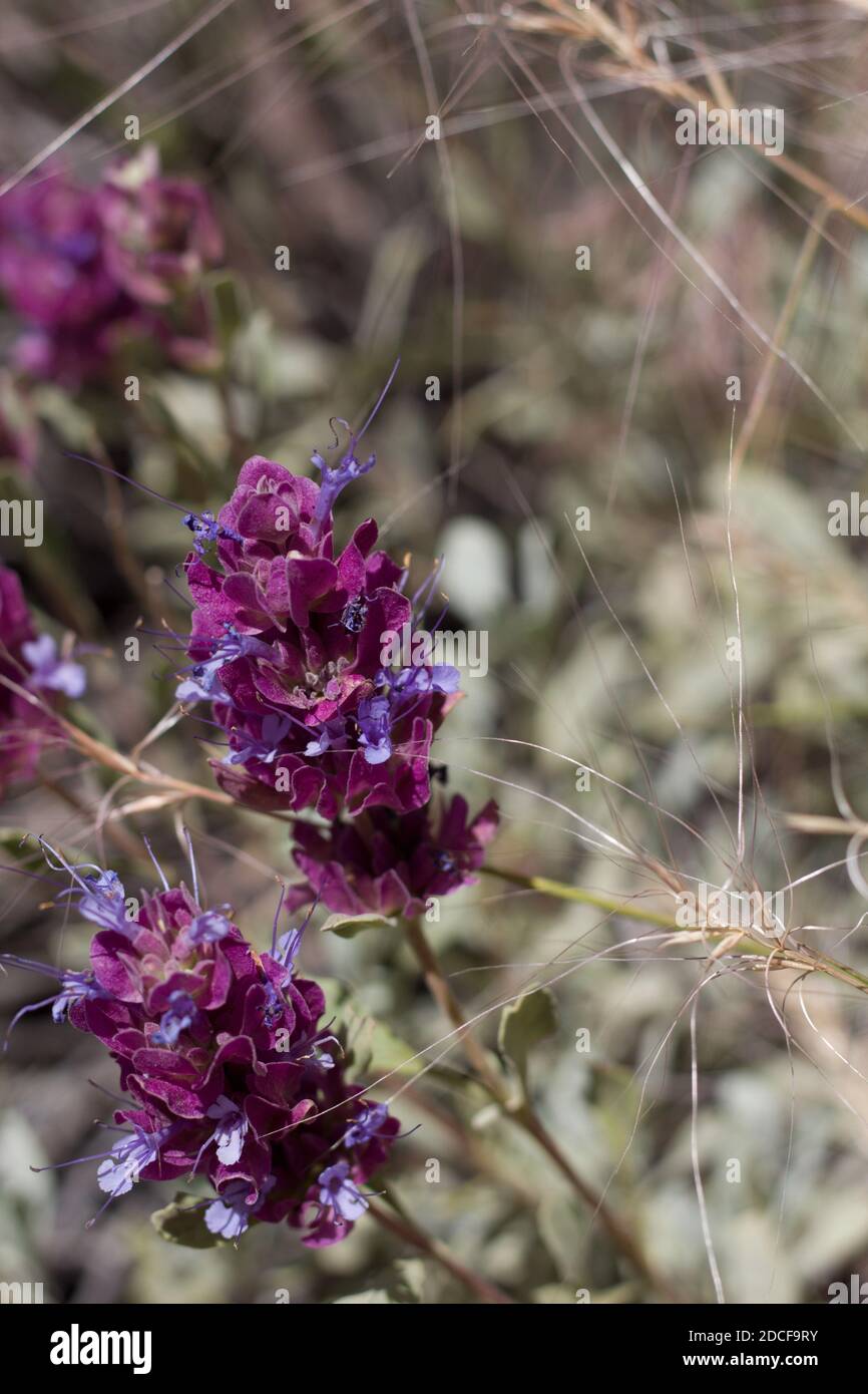 Blaue Zyme Blütenstände, Dickblättriger Salbei, Salvia Pachyphylla, Lamiaceae, einheimischer Unterstrauch, San Bernardino Mountains, Transverse Ranges, Sommer. Stockfoto