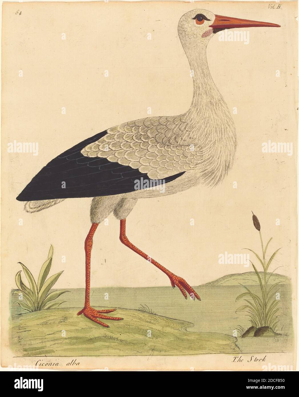 Eleazar Albin, (Künstler), britisch, aktiv 1713/1759, der Storch (Ciconia Alba), A Natural History of Birds, Bd. II: pl. 64, (Serie), erschienen 1731/1738, handkolorierte Radierung Stockfoto