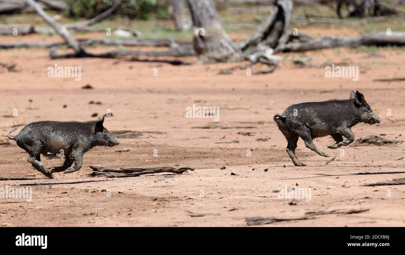 Feral Schweine auf der Flucht Stockfoto