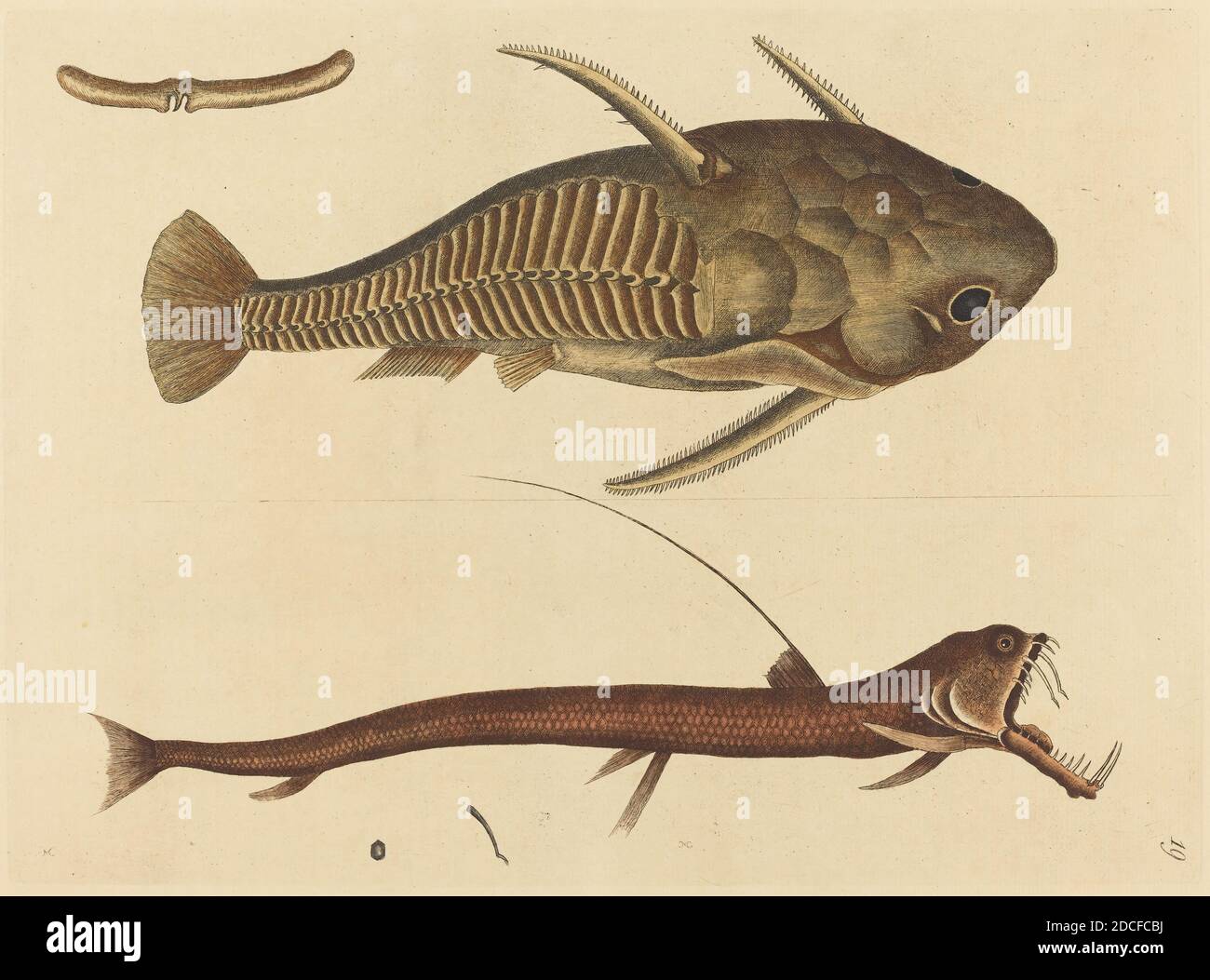 Mark Catesby, (Künstler), Englisch, 1679 - 1749, The Viper-Mouth (Silurus cataphractus), erschienen 1731-1743, handkolorierter Stich auf getuftem Papier, Platte: 26 x 35.7 cm (10 1/4 x 14 1/16 Zoll), Blatt: 35.6 x 53.8 cm (14 x 21 3/16 Zoll Stockfoto