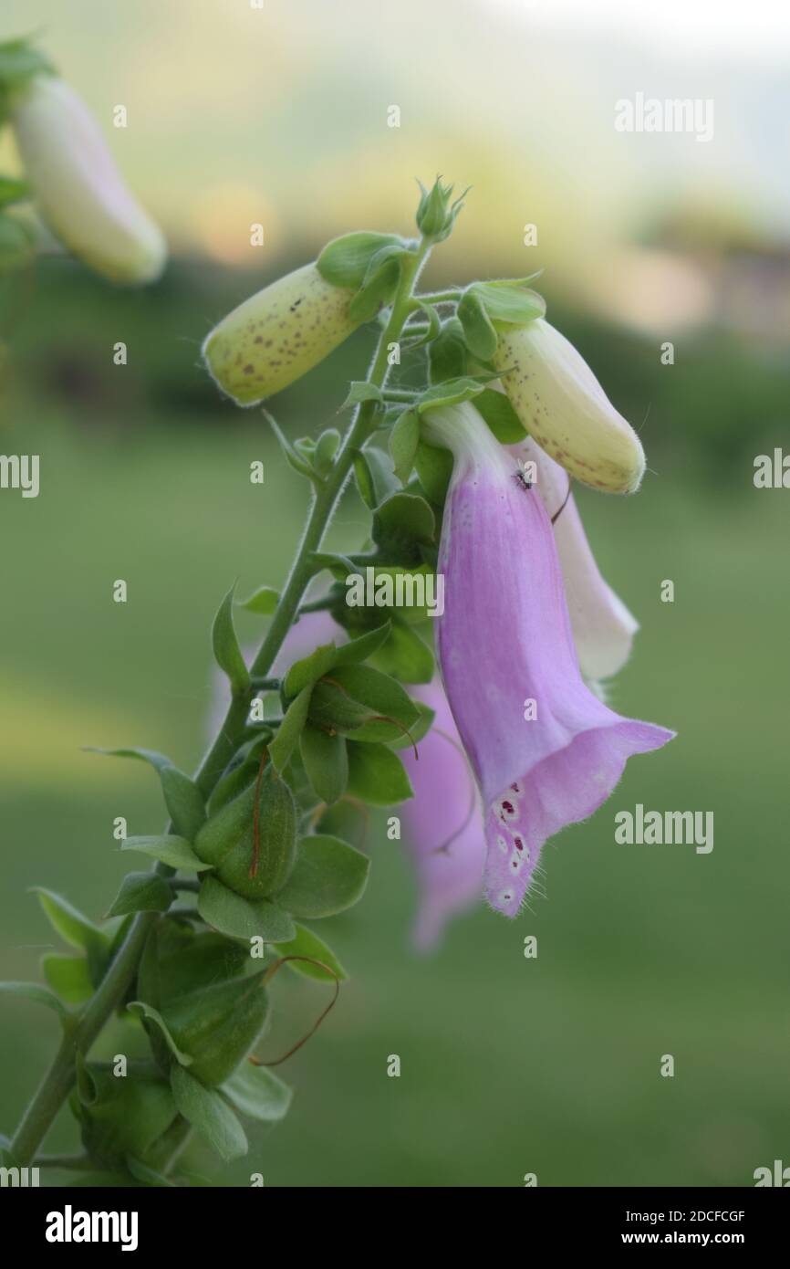 Lady Glove Flower. Stockfoto