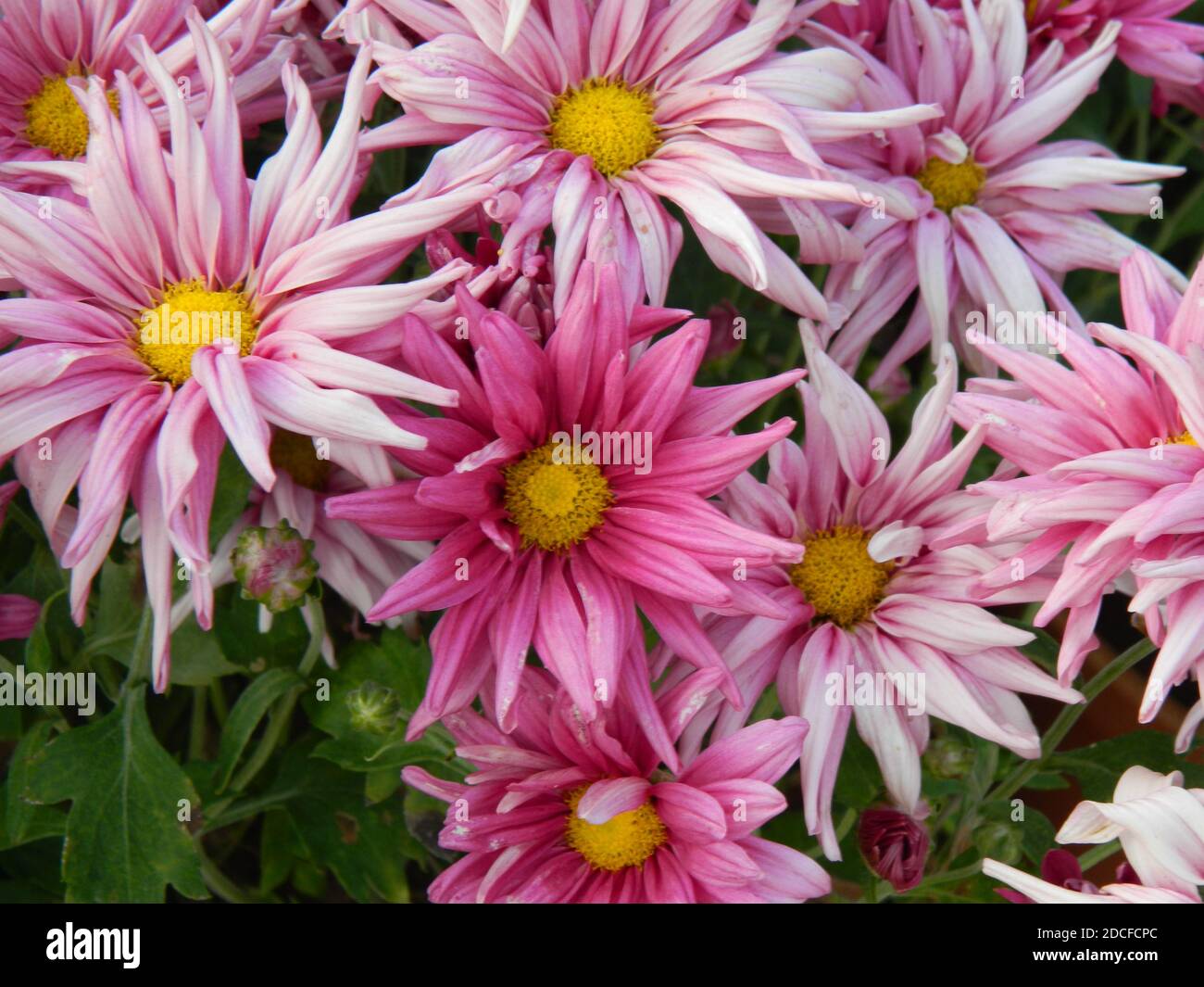 Asterblumen. Stockfoto