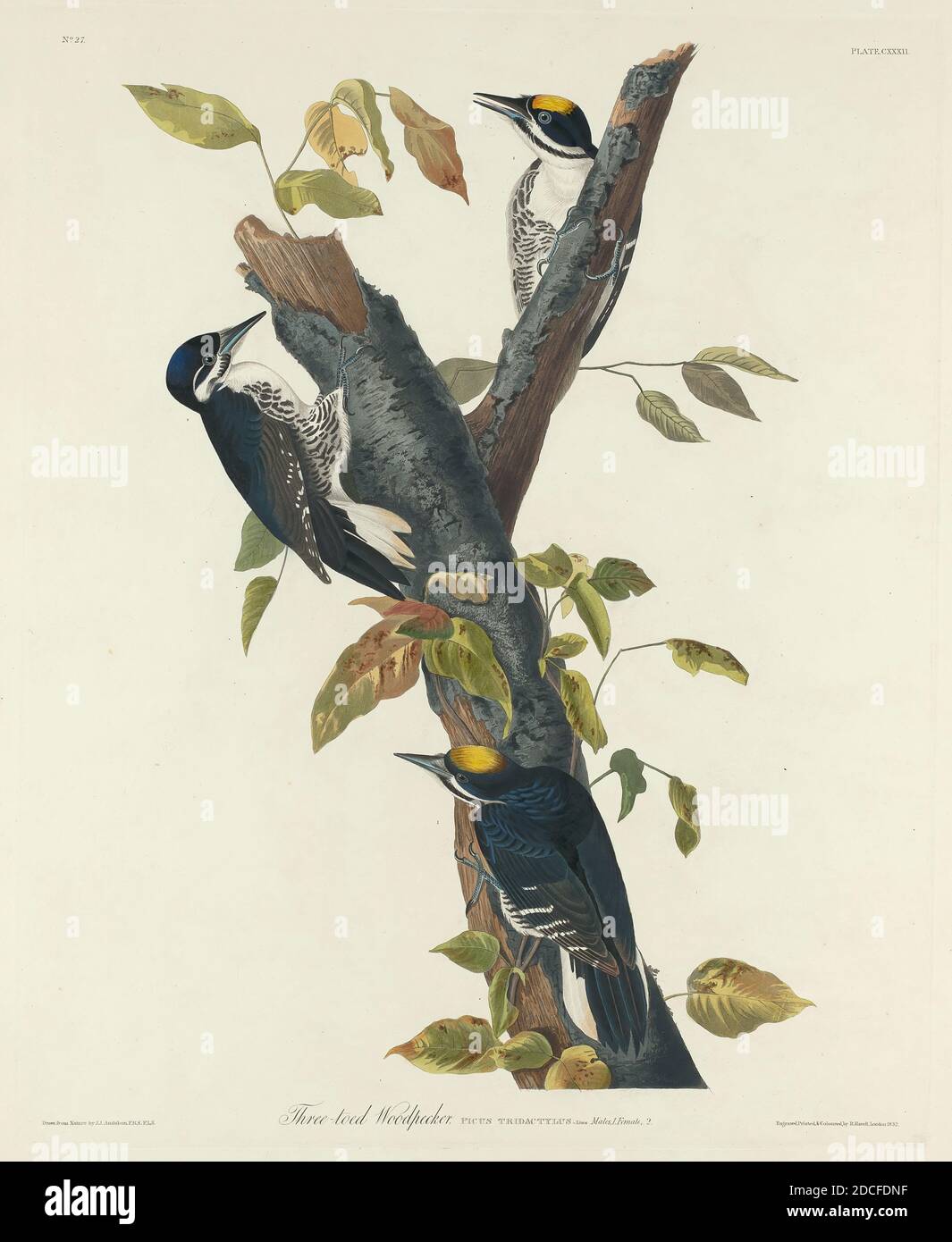 Amerikaner Drei Toed Specht Stockfotos Und Bilder Kaufen Alamy