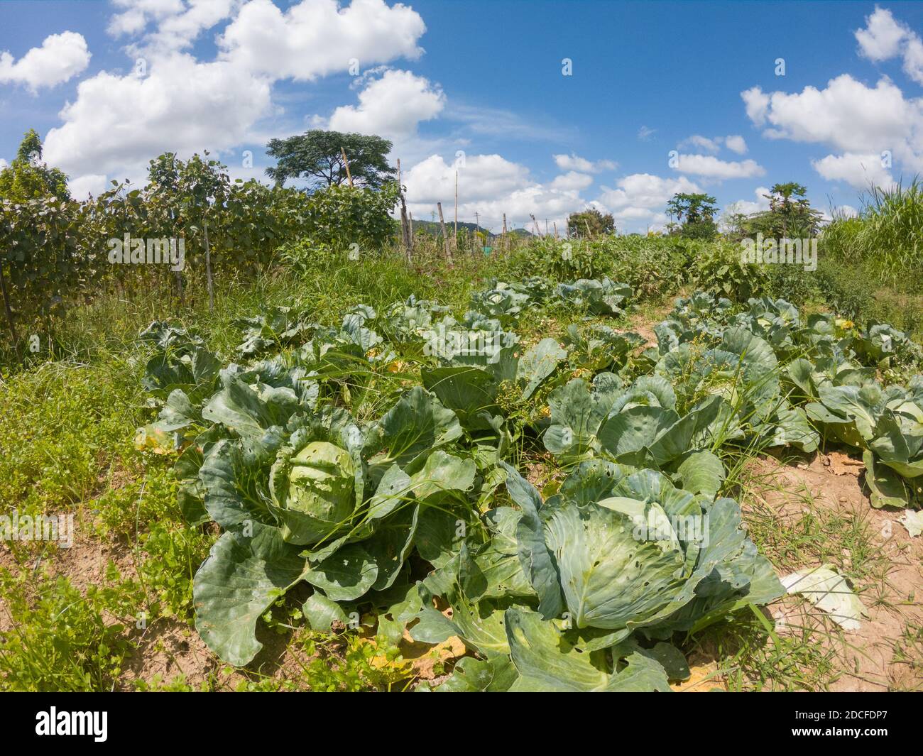 Bio-Kohl in einem Bauernhof in der Nähe von Bandipur (Karnataka, Indien) produziert Stockfoto