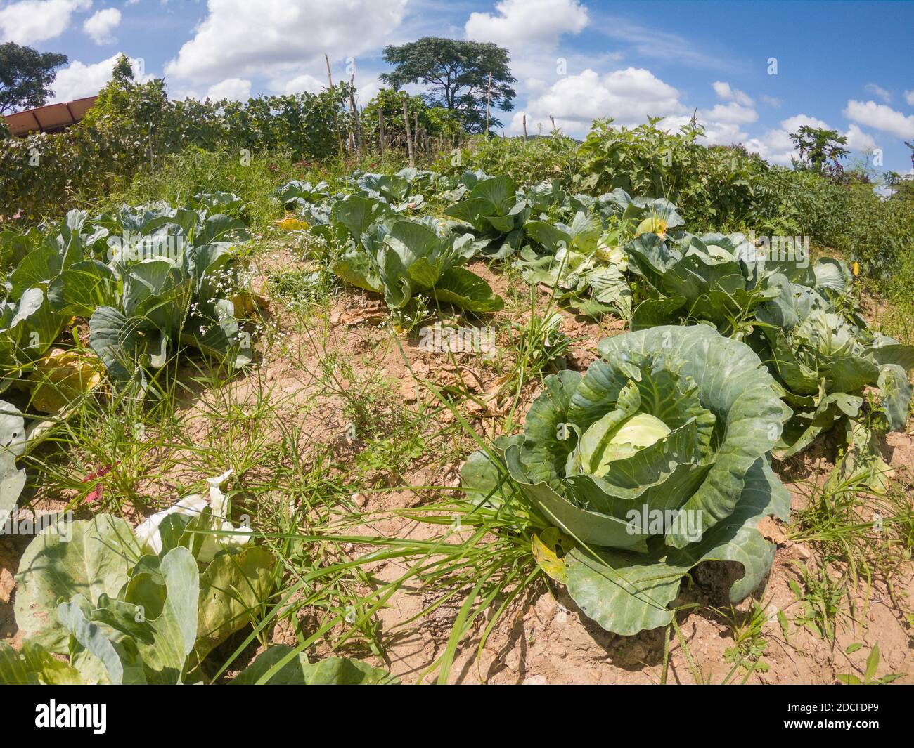 Bio-Kohl in einem Bauernhof in der Nähe von Bandipur (Karnataka, Indien) produziert Stockfoto