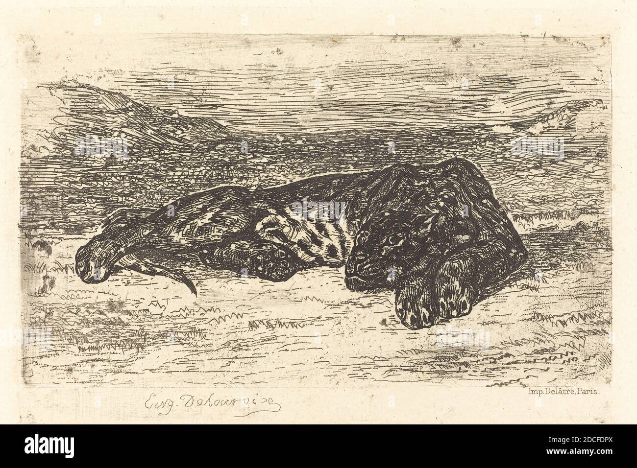 Eugène Delacroix, (Künstler), französisch, 1798 - 1863, Tiger Sleeping in the Desert (Tigre couché dans le désert), 1846, Radierung Stockfoto