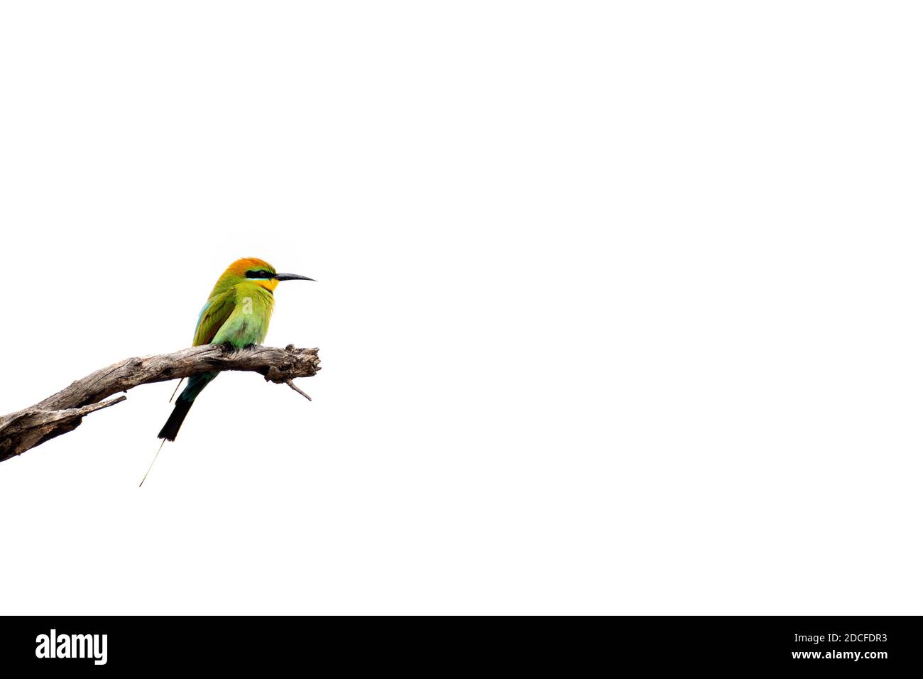 Regenbogen-Bee-Eater Stockfoto