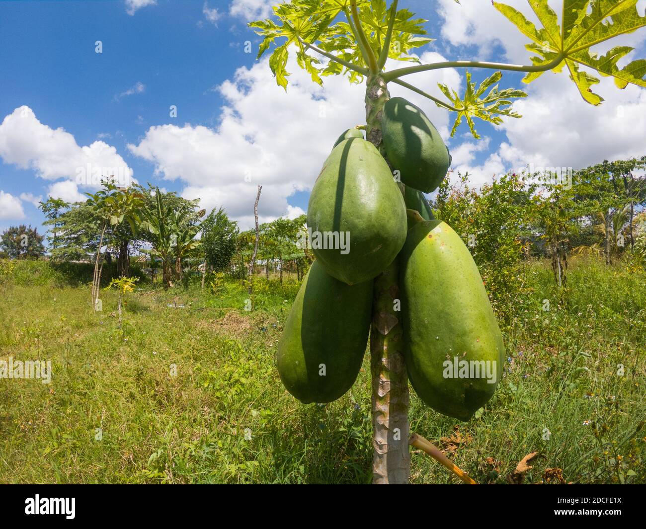 Bio-Papaya in einem Bauernhof in der Nähe von Bandipur (Karnataka, Indien) produziert Stockfoto