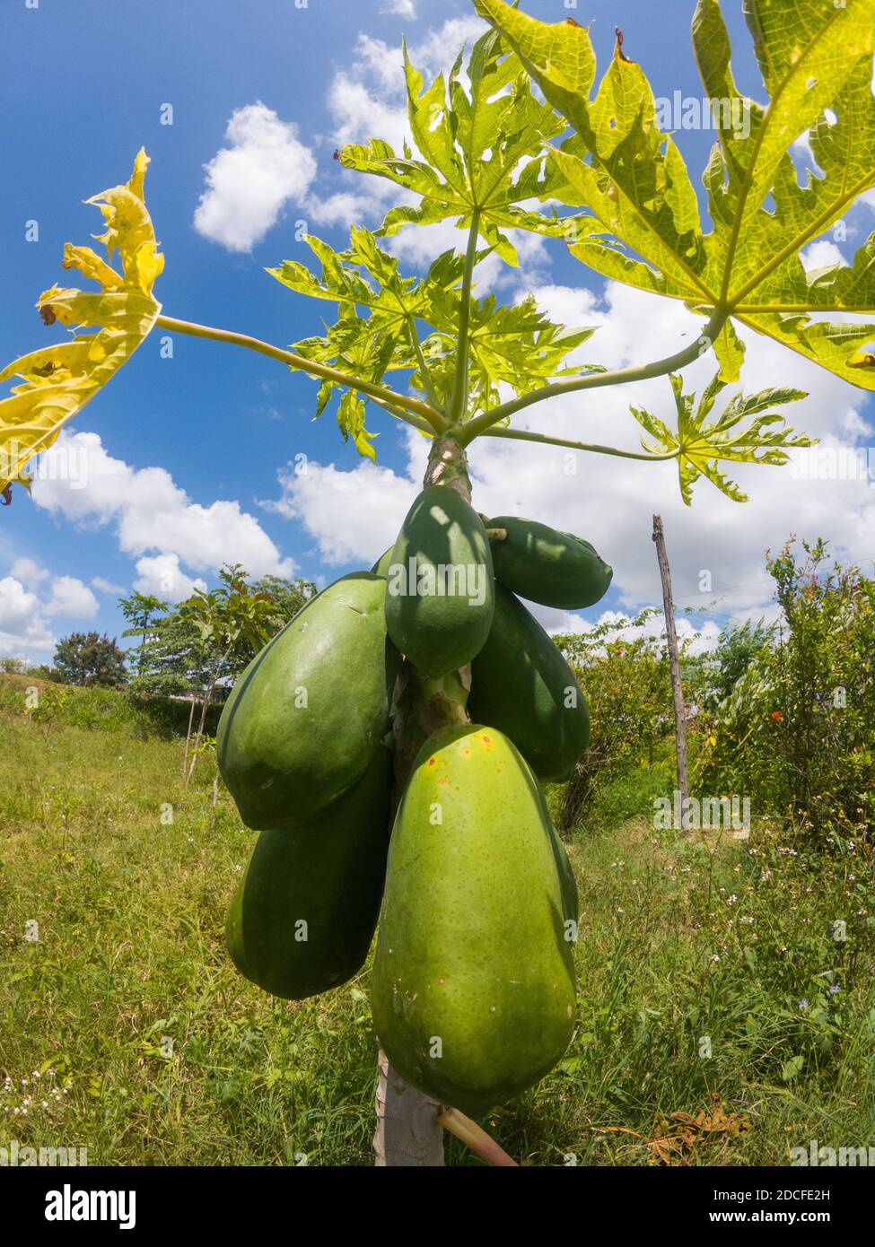 Bio-Papaya in einem Bauernhof in der Nähe von Bandipur (Karnataka, Indien) produziert Stockfoto