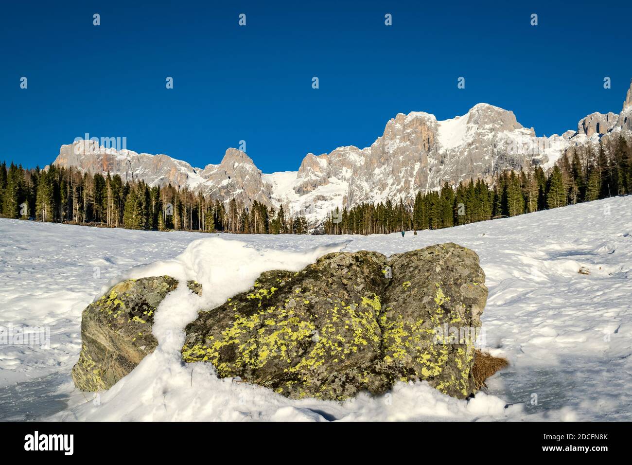 Blick auf die schneebedeckten Pale di San Martino Berge, blauen Himmel, schneebedeckte Wiesen und Tannenwälder. Ein Felsblock im Vordergrund. Calaita See, Loze Stockfoto