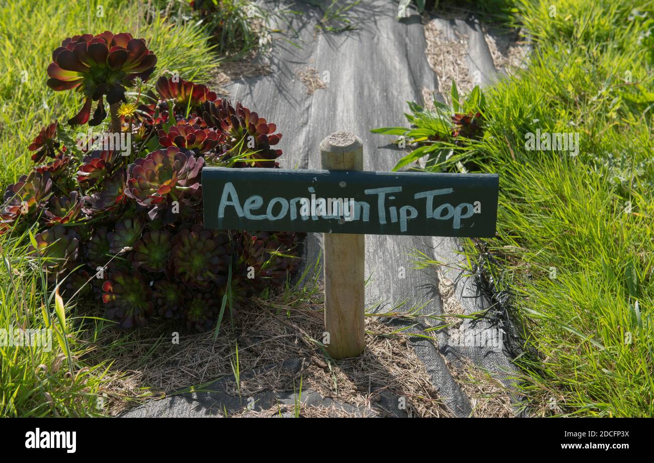 Handgeschriebenes botanisches Identifikationsetikett für Aeonium 'Tip Top' (Baum Houseleek), das auf der Insel Bryher auf den Inseln von Scilly, England, Großbritannien, wächst Stockfoto
