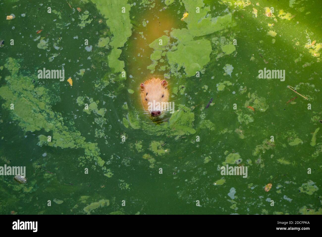 Rote Nutria schwimmt auf schmutzigem, blühendem Wasser. Die Nase ist wie die Ferse eines Schweins Stockfoto