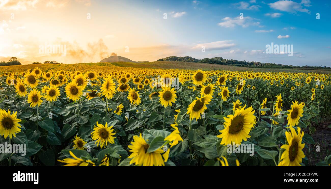 Panorama-Landschaft des Sonnenblumenfeldes in der Sonnenuntergangszeit bei Nakhon Ratchasima Thailand. Stockfoto