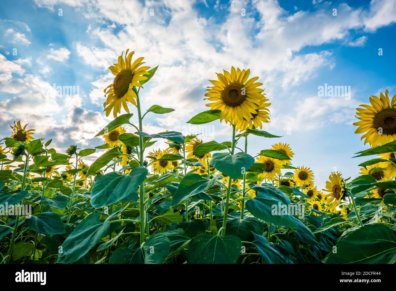 Sonnenblumenfeld mit blauem Himmel Hintergrund Stockfoto
