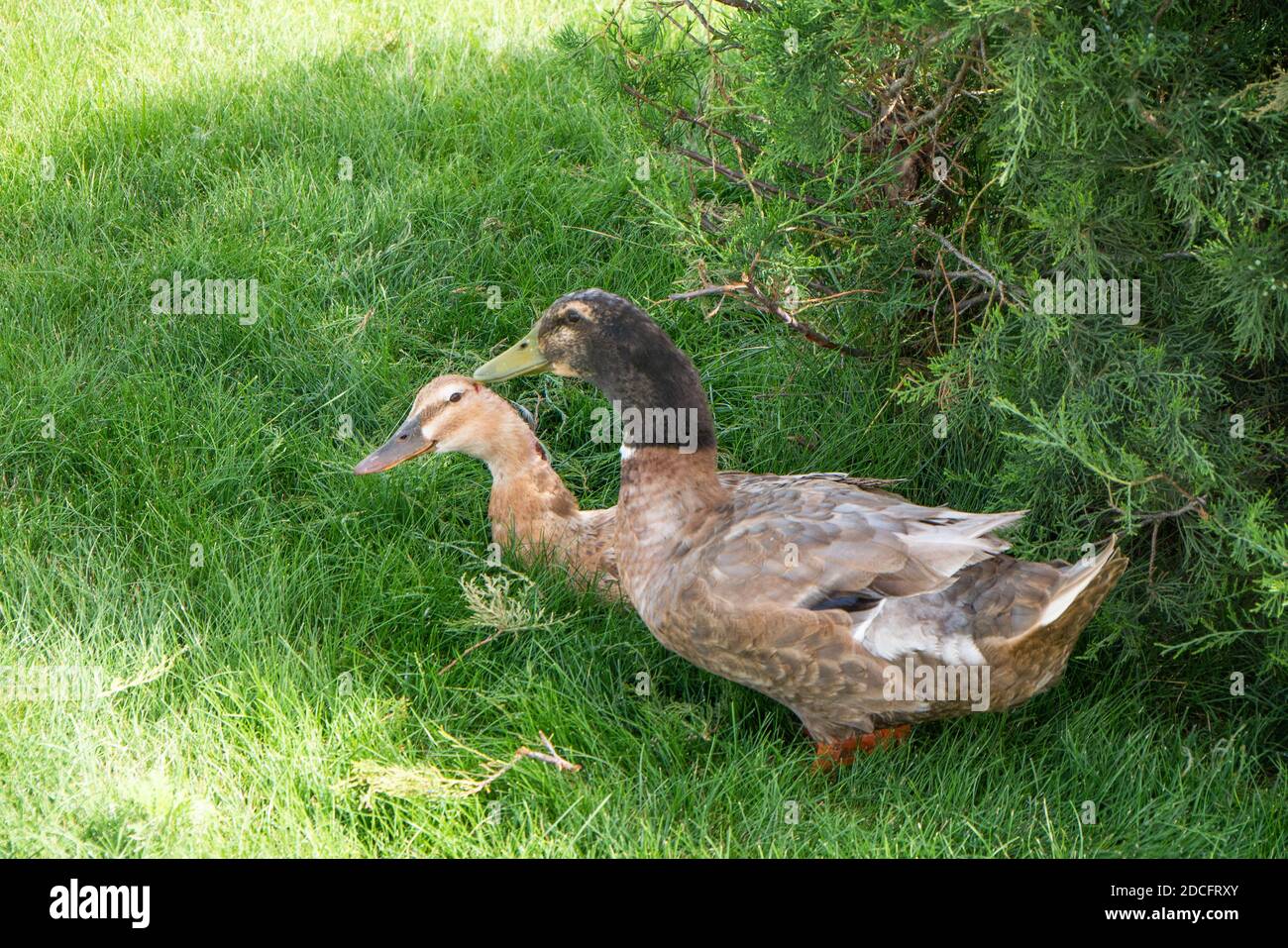 Ente und drake ließen sich unter einem Busch nieder, der vor der Hitze floh. Der drake sieht verdächtig aus. Auf den Pfoten stehen, um einen Partner zu schützen Stockfoto