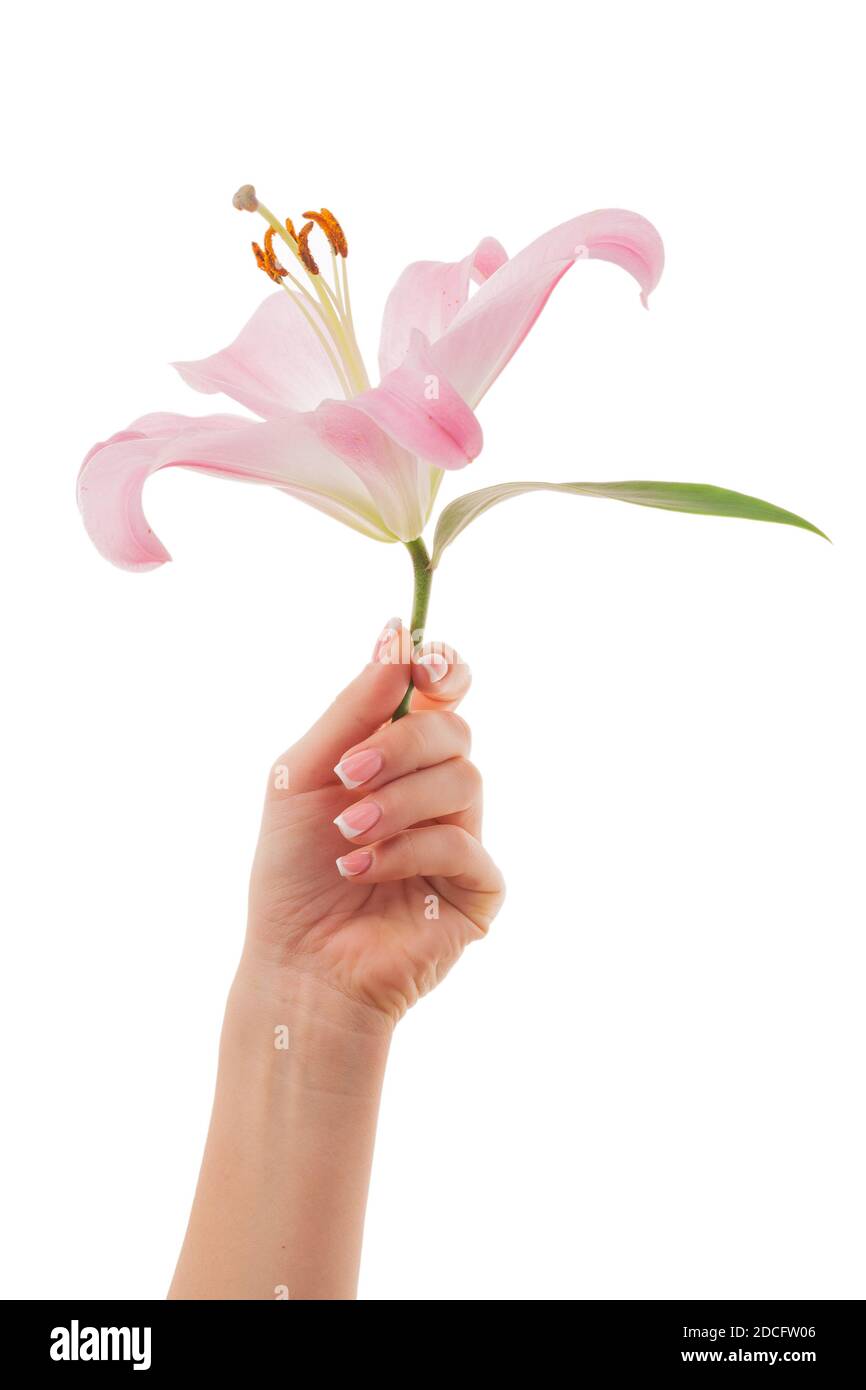 Weibliche Hände mit Französisch Maniküre und Lilienblumen isoliert auf weißem Hintergrund. Stockfoto