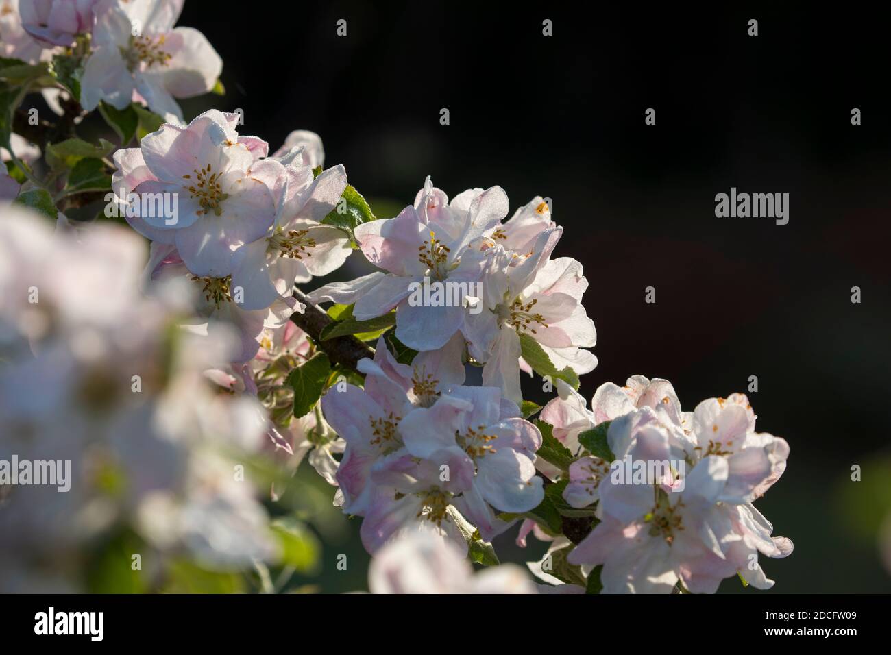 Krabbenapfel-Blüte; Frühling; Großbritannien Stockfoto