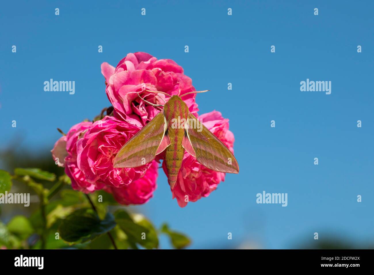 Elephant Hawk Moth; Deilephila elpenor; On Rose; Großbritannien Stockfoto
