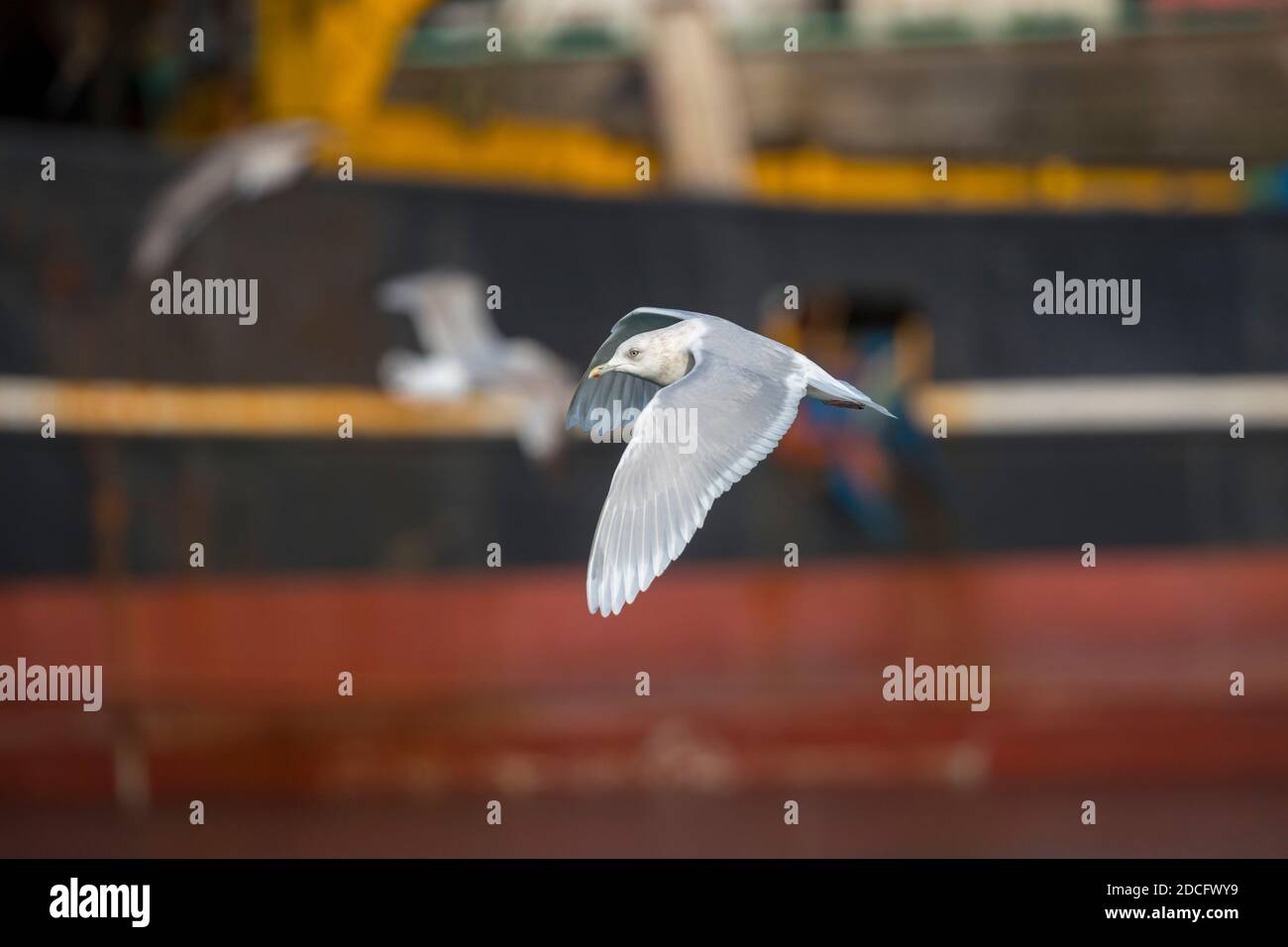 Kumliens Möwe; Larus glaucoides kumlieni; Flug; Cornwall; Großbritannien Stockfoto