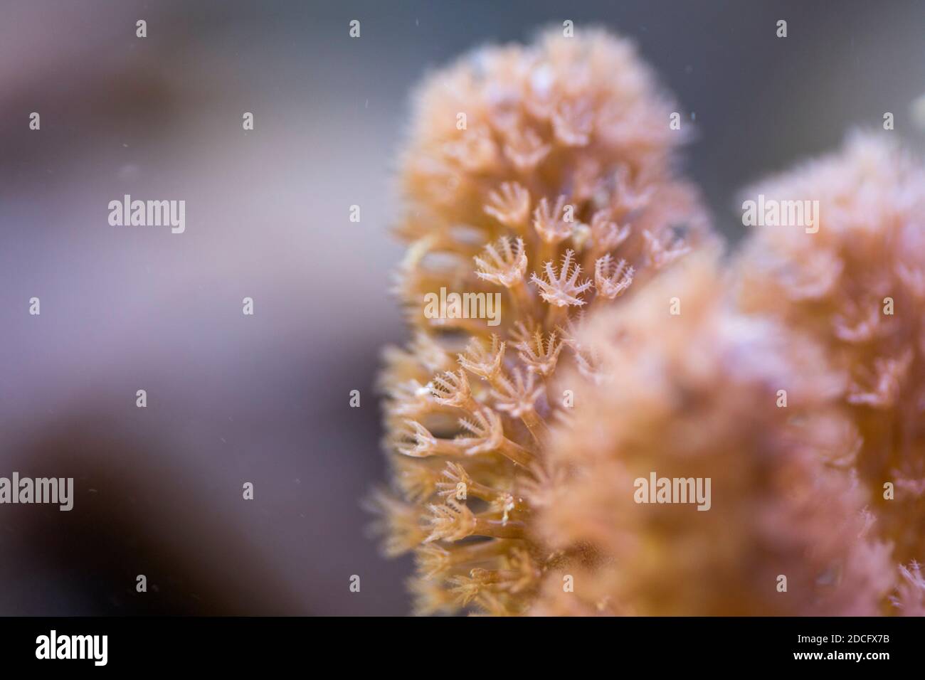 Koralle; Detail; Malediven Stockfoto