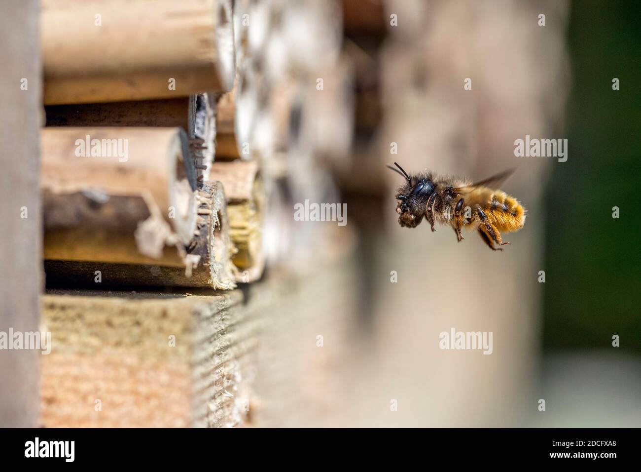 Red Mason Bee; Osmia bicornis; mit Schlamm; im Flug; Großbritannien Stockfoto