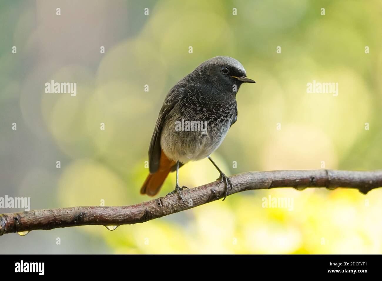 Schwarzer Rottanz (Phoenicurus ochruros) männlich, im Garten gelegen, Andalusien, Spanien. Stockfoto