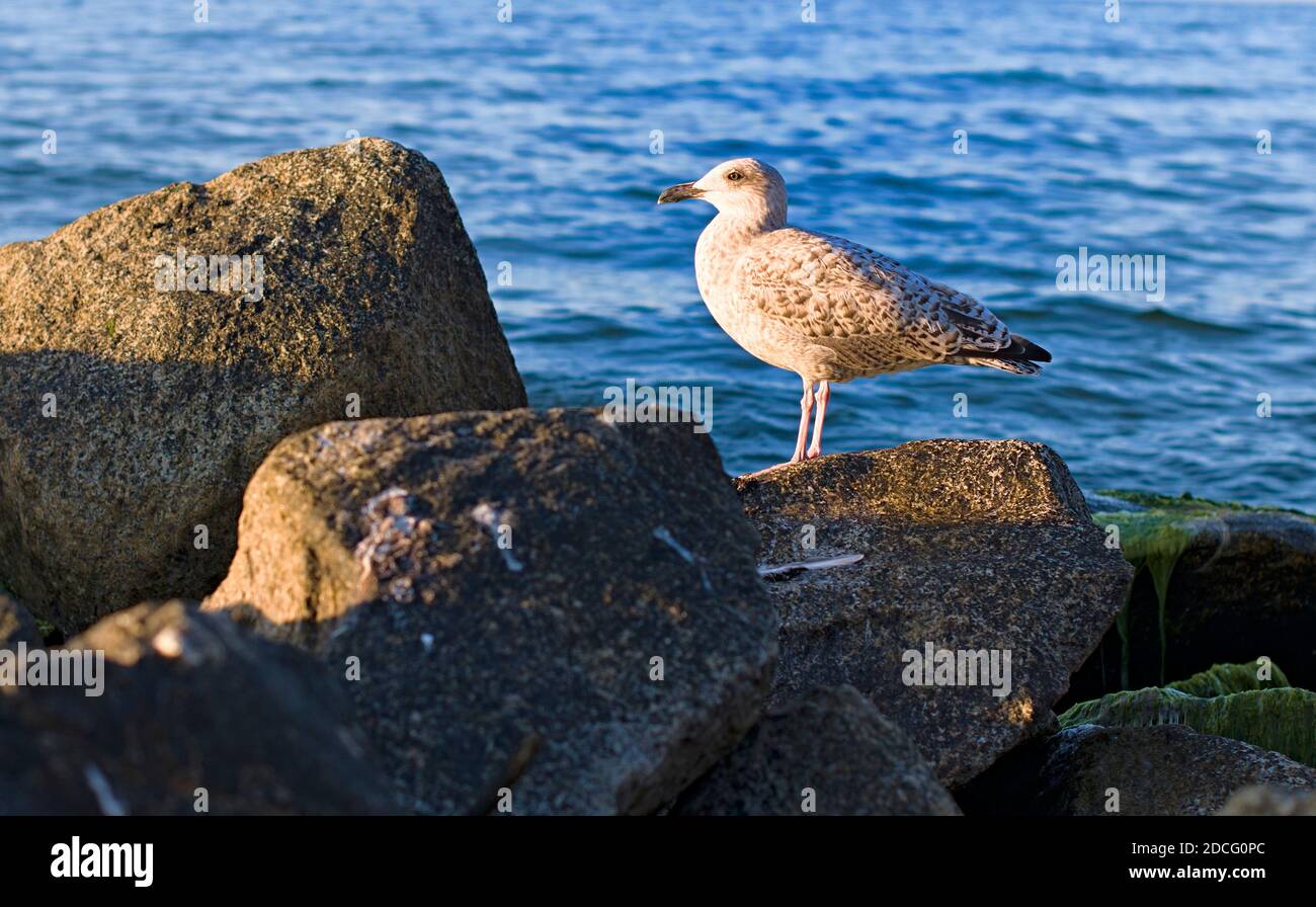 Möwe steht auf lebhaften grünen mosigen Felsen am Meer Stockfoto