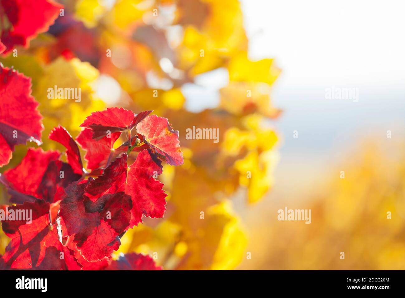 Kräftige rote und gelbe Blätter in einem Weinberg im Herbst - selektiver Fokus auf die roten Blätter im Vordergrund Stockfoto