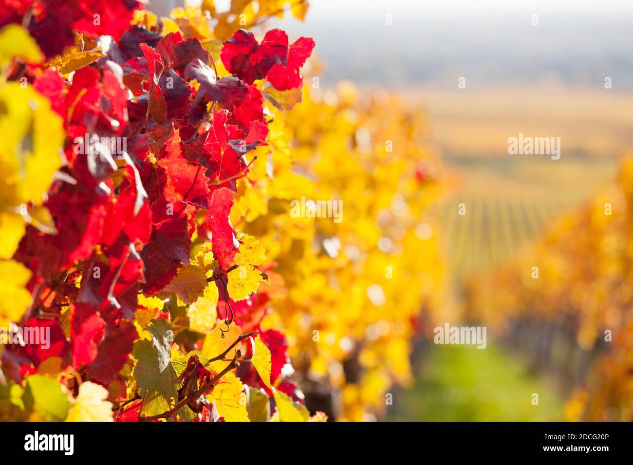 Kräftige rote und gelbe Blätter in einem Weinberg im Herbst - selektiver Fokus auf die roten Blätter im Vordergrund Stockfoto