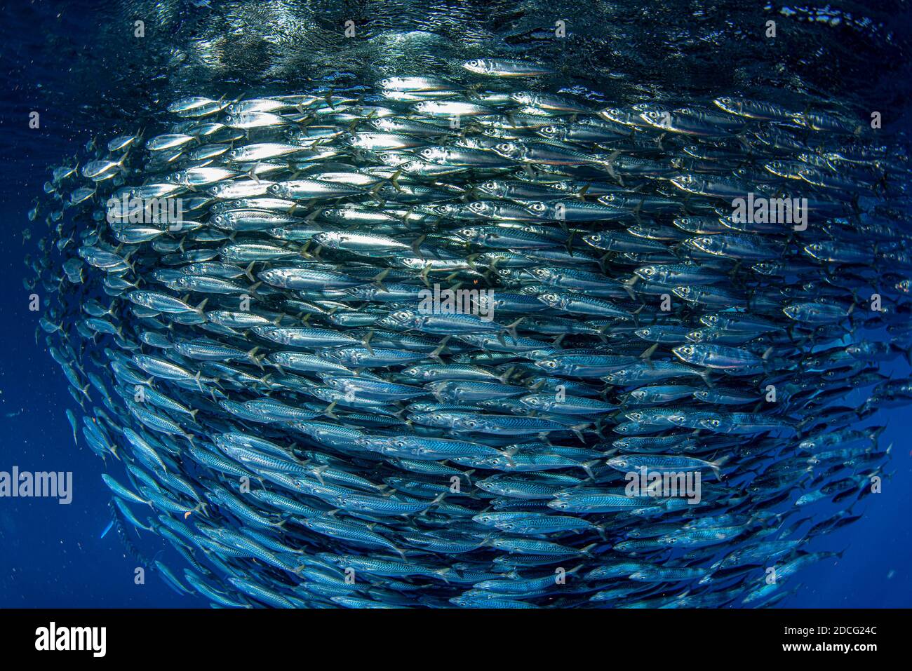 Im Inneren eines riesigen Sardinen Schule der Fisch Köder ball Stockfoto