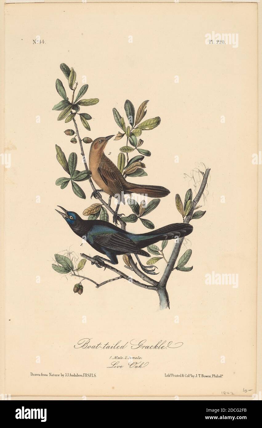 John T. Bowen, (Künstler), Amerikaner, Born England, 1801 - 1856, John James Audubon, (Künstler nach), Amerikaner, 1785 - 1851, Boat-Tailed Grackle, The Birds of America, Octavo Edition, (Serie), 1840, handkolorierte Lithographie auf Wove-Papier Stockfoto