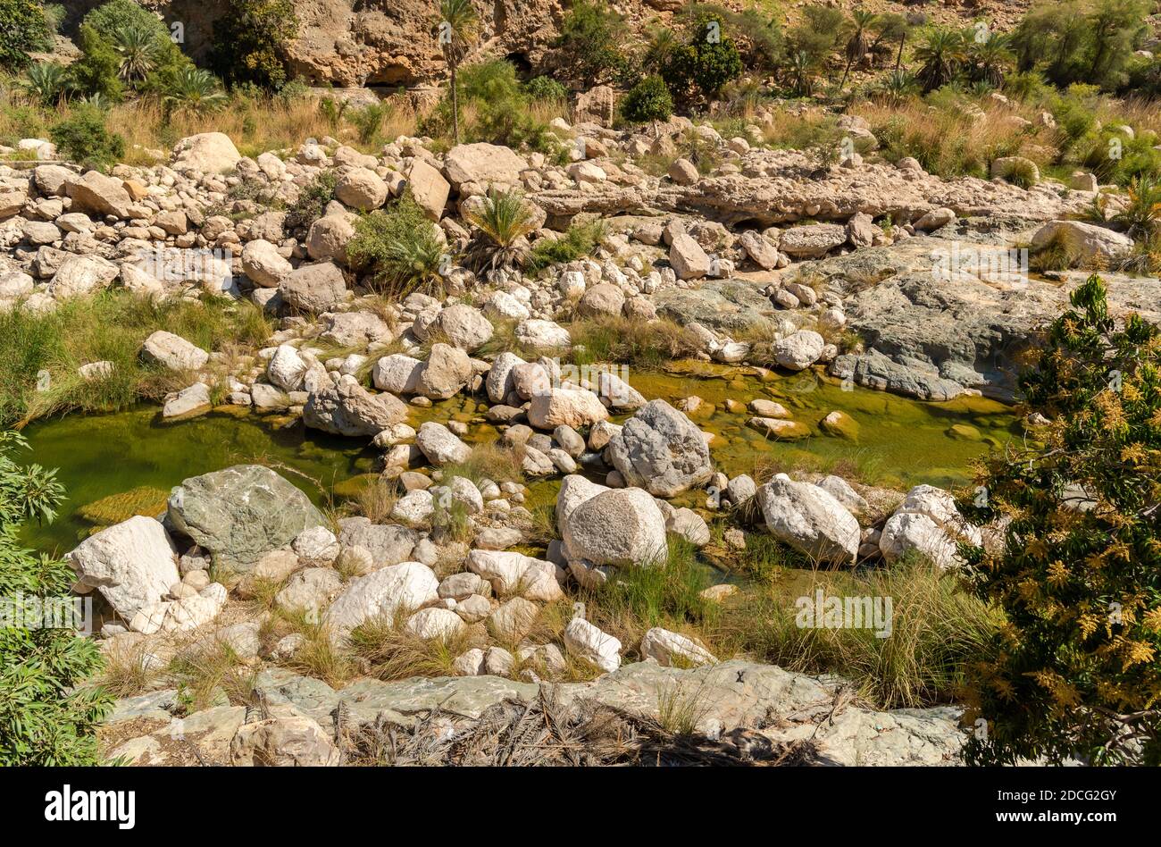 Landschaft von Wadi Tiwi Oase mit Wasserquellen, Felsen Stein und Palmen, Sultanat von Oman. Stockfoto