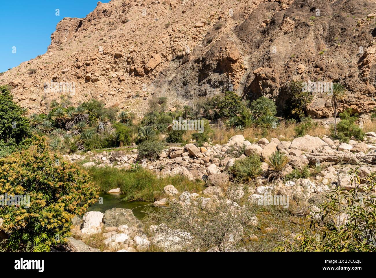 Landschaft von Wadi Tiwi Oase mit Wasserquellen, Felsen Stein und Palmen, Sultanat von Oman. Stockfoto