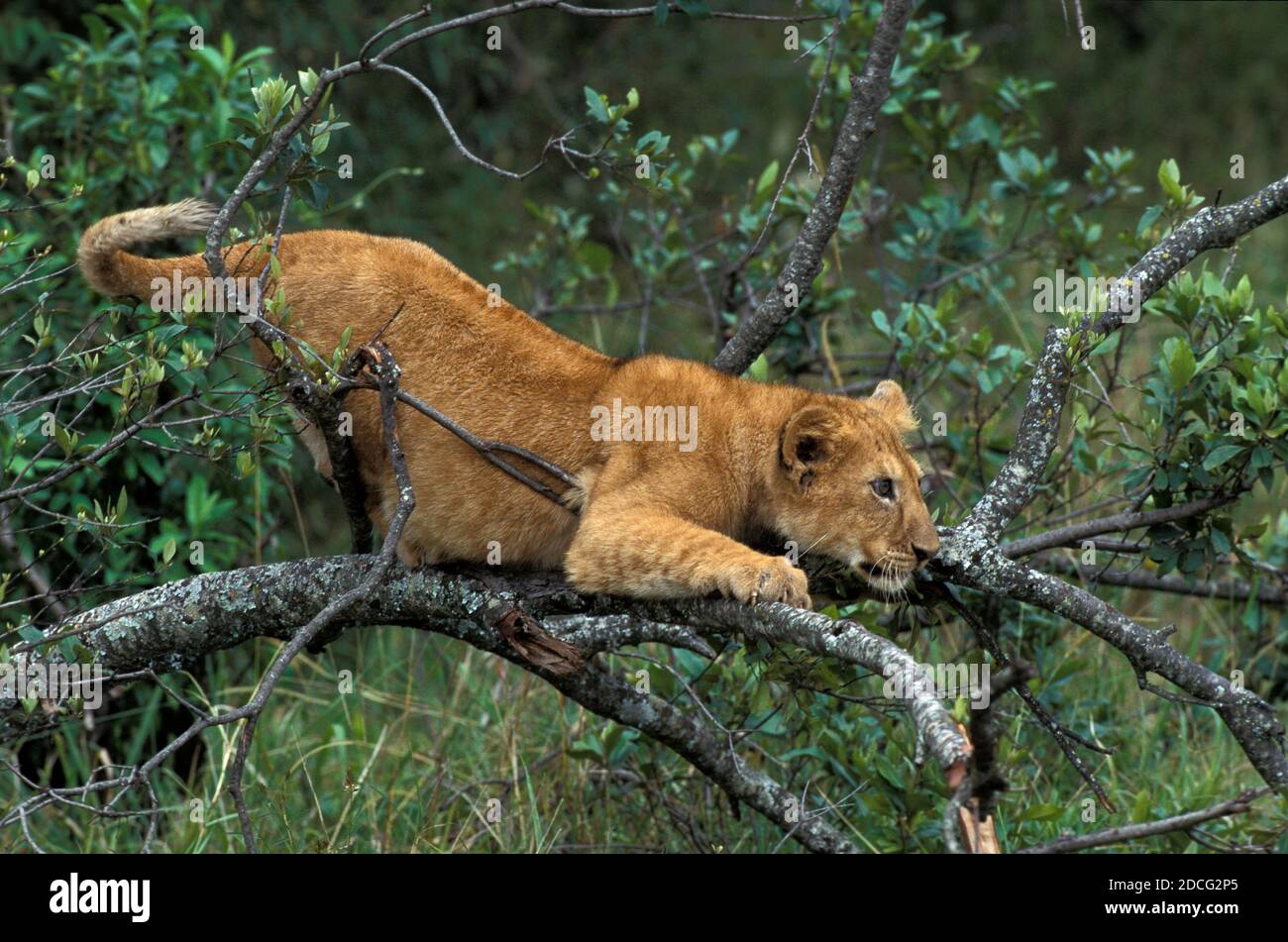 AFRICAN LION PANTHERA LEO, CUB SPIELT IN TREE, KENIA Stockfoto