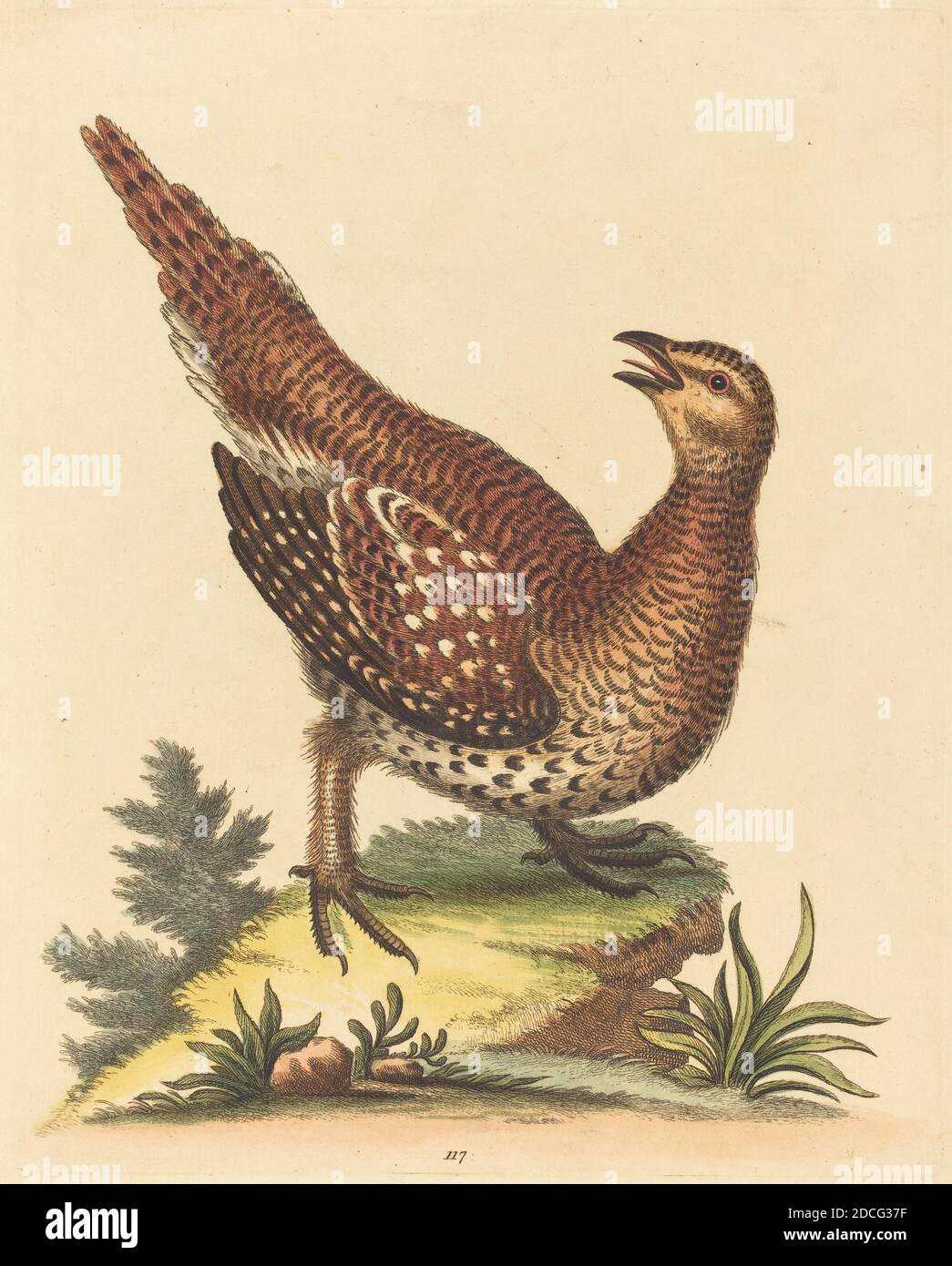George Edwards, (Künstler), Englisch, 1694 - 1773, Brauner Speckled Bird, A Natural History of Uncommon Birds and Animals (1743-51), (Serie), handkolorierte Radierung auf Büttenpapier, Platte: 23.7 x 18.9 cm (9 5/16 x 7 7/16 Zoll), Blatt: 29.3 x 22.9 cm (11 9/16 x 9 Zoll Stockfoto
