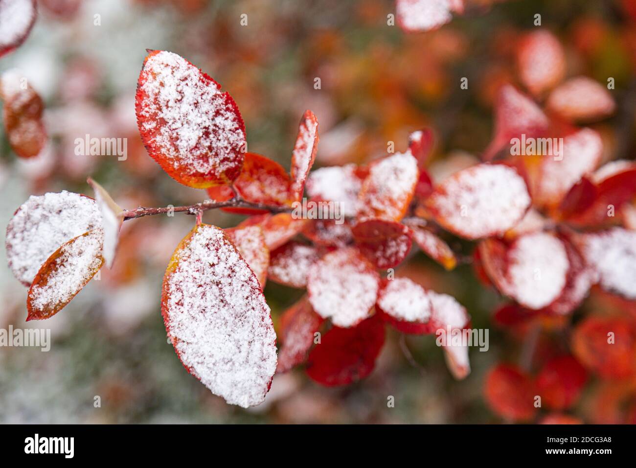 Erste schneebedeckte Herbstfärbung Blätter Nahaufnahme, selektiver Fokus Stockfoto
