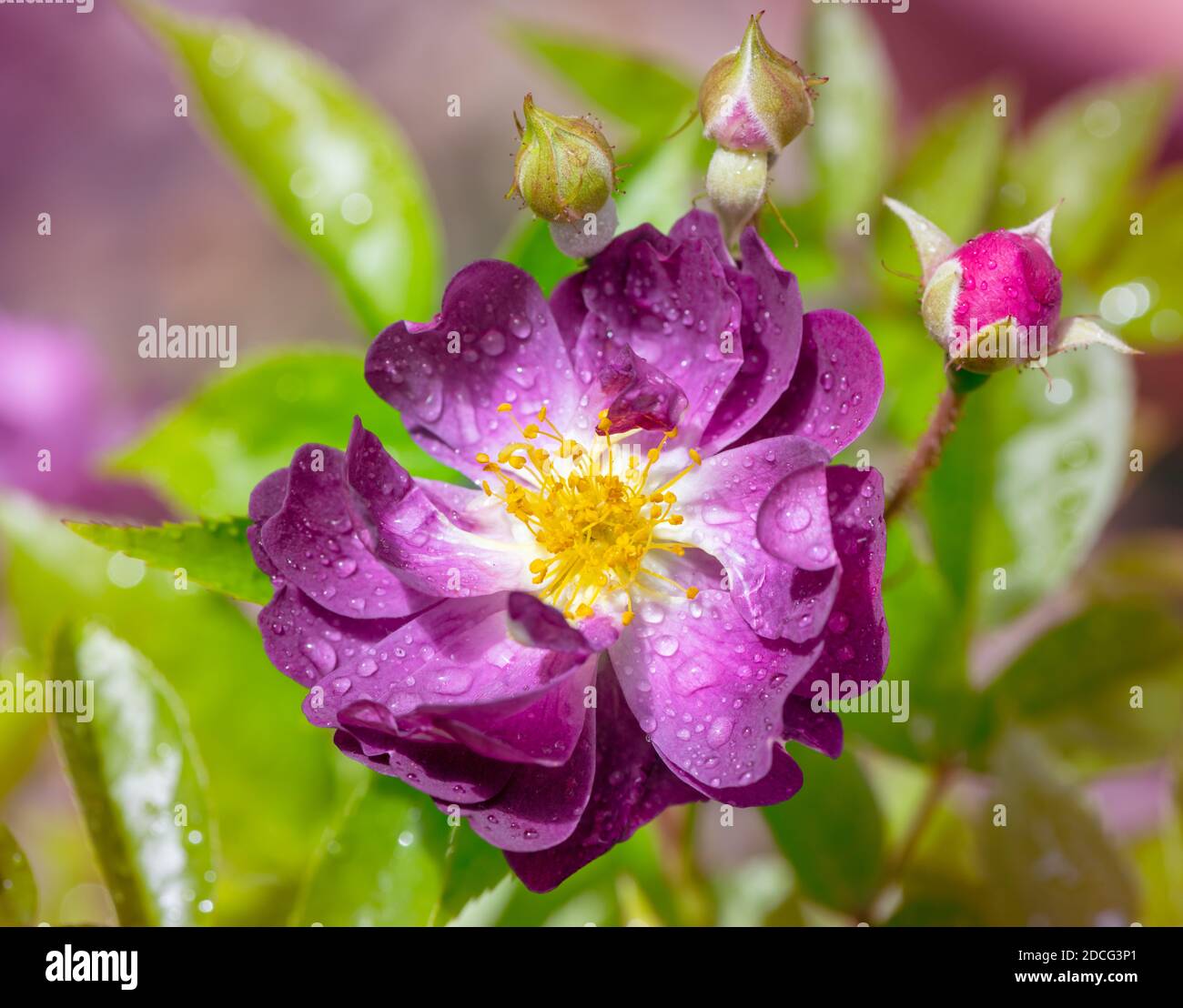 Makro einer nassen purpurnen Wanderrose Stockfoto