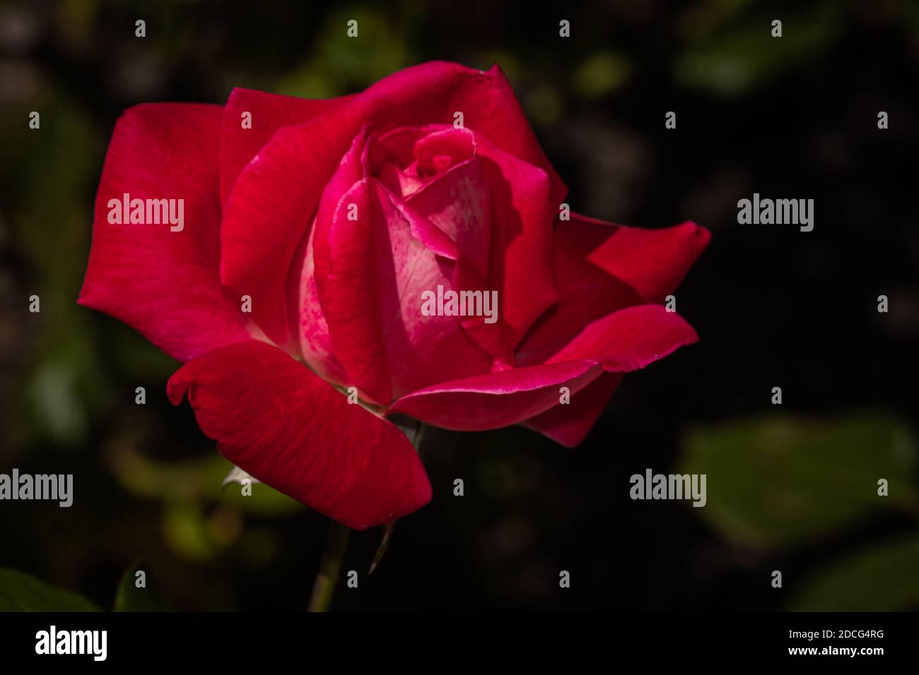 Rote Rose in Nahaufnahme auf natürlichem grünen Hintergrund Stockfoto