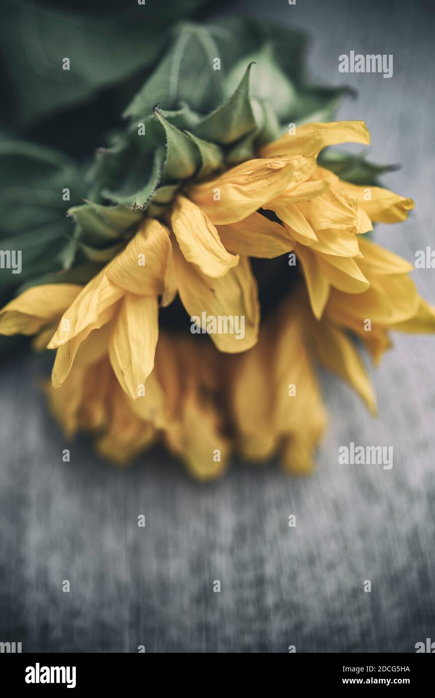 Nahaufnahme einer welkenden Sonnenblume Stockfoto