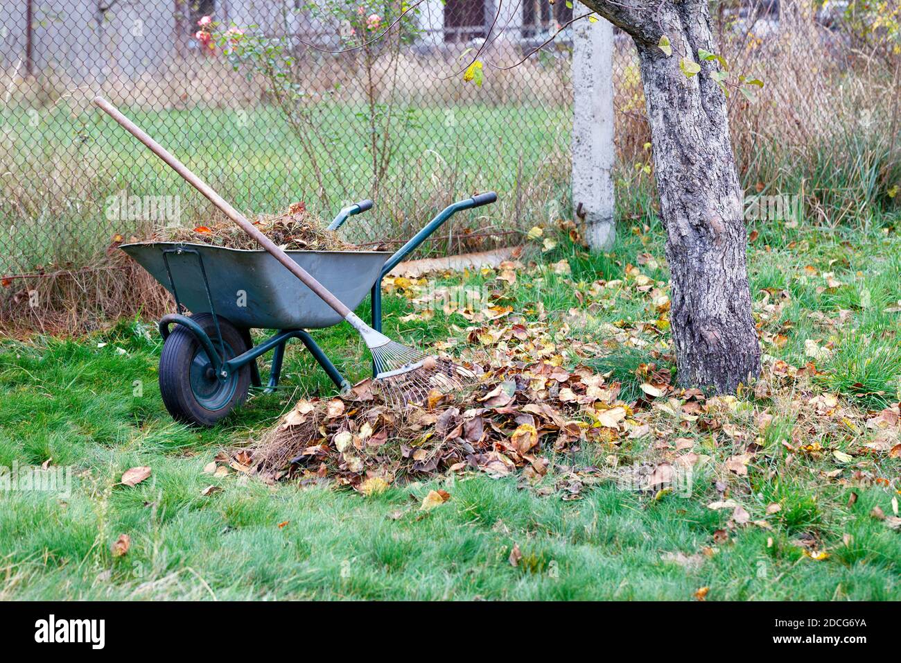 Grünrasenpflege, aufgehakte braune Blätter im Herbstgarten mit Metallrechen, Gartenrakkarre mit gesammelten Blättern, Bild mit Kopierraum. Stockfoto