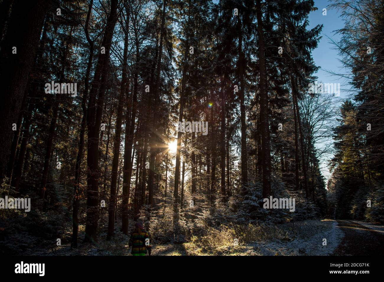 Waldviertel, Österreich - immergrüner Baumwald & erster Schnee an einem sonnigen Tag (Wintersaison 2020/ 2021) Stockfoto