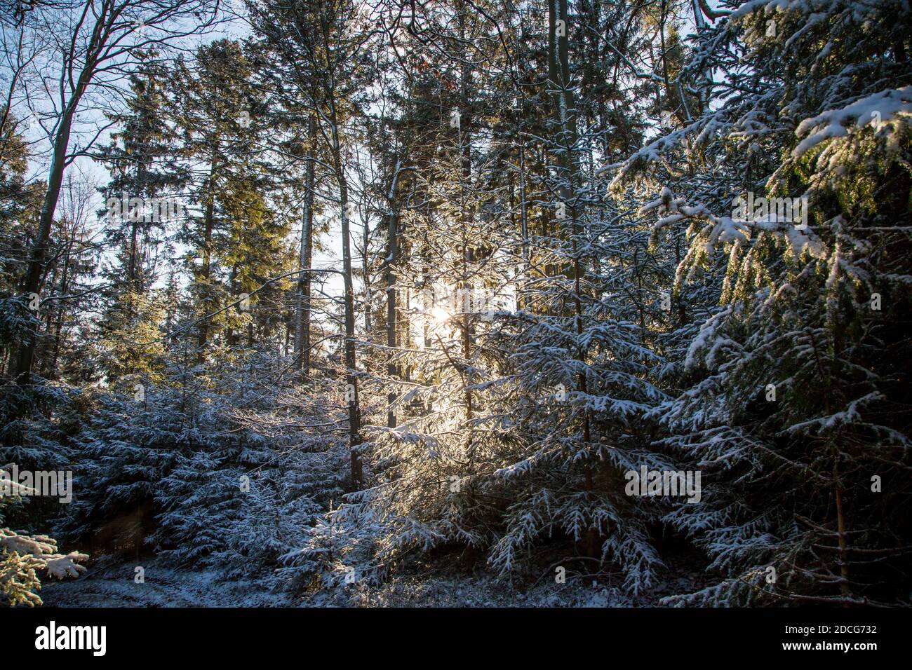 Waldviertel, Österreich - immergrüner Baumwald & erster Schnee an einem sonnigen Tag (Wintersaison 2020/ 2021) Stockfoto