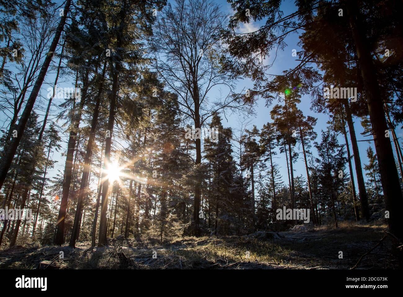 Waldviertel, Österreich - immergrüner Baumwald & erster Schnee an einem sonnigen Tag (Wintersaison 2020/ 2021) Stockfoto